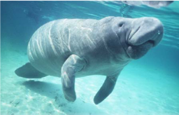 MANATÍ: SÍMBOLO NACIONAL MARINO - Colper