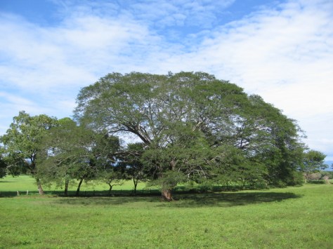 Árbol_de_Guancaste